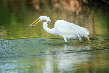 Bird Fishing
