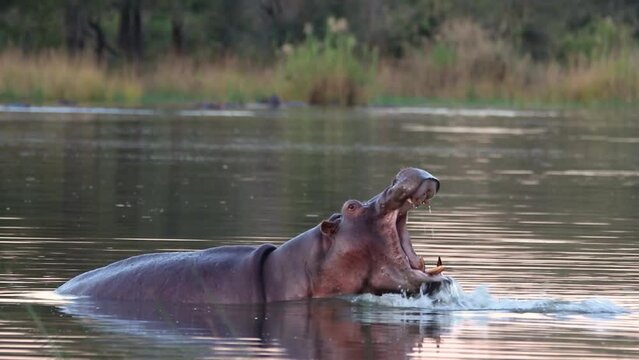 A large hippopotamus rises out and opens mouth wide in a show of dominance