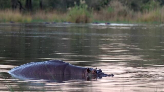 A large hippo soaks in a South African river at dusk