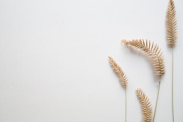 empty white background with beige dried flowers and copy space