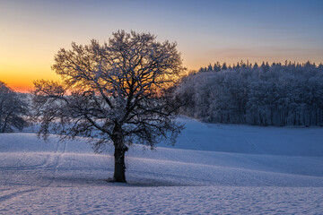 Bold oak quercus robur on snowy field at dawn with colorful sky in winter, Schleswig-Holstein, Germany
