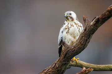 ommon Eurasian buzzard buteo buteo white morphe perching omn branch with beautiful blurry background, Schleswig-Holstein, Northern Germany
