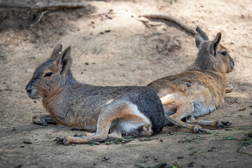 Patagonian mara resting on field, Dolichotis patagonum