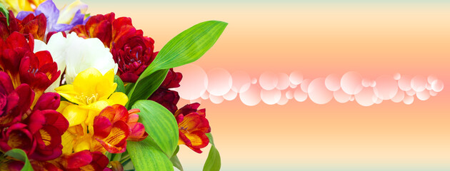 Bouquet of red, yellow freesias on gradient spring, summer background with bokeh. Banner. International Women's, Mother's Day, March 8, birthday. Copy space