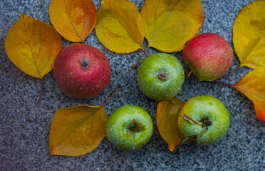 Water drops on an apple lying on the ground