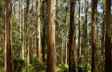 Huge Mountain Ash dominate the bush generic landscape of the Dandenong Ranges at Sherbrooke Forest, this species grows to over 100 metres in height.