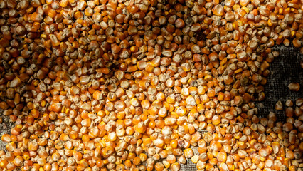heap of corn kernels as background