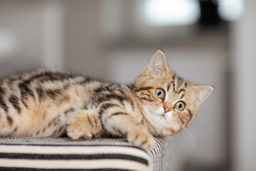 Naklejka na ściany i meble Britisch Kurzhaar Katze auf Bank im Wohnzimmer, getigertes Kätzchen, Hauskatze