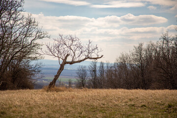 Fototapeta premium tree in the field