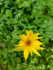 yellow flowers