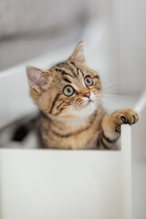 kleine Katze im Bett, Babykatze
