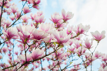 Botanical garden .Branch magnolia pink blooming tree flowers in soft light Purple tender blossom Magnoliaceae soulangeana in sunny spring day in garden Spring time Natural floral background.