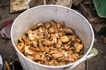 the old grandmother prepares potatoes for the cattle. antithetical man. cooking