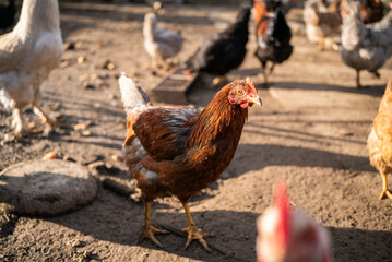 chicken farm chickens eat wheat in the yard.