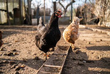 chicken farm chickens eat wheat in the yard.