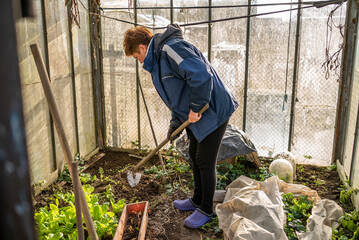 a woman digs in a greenhouse. fresh lettuce in the greenhouse. gardening
