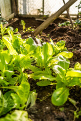 a woman digs in a greenhouse. fresh lettuce in the greenhouse. gardening