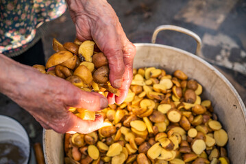 the old grandmother prepares potatoes for the cattle. antithetical man. cooking