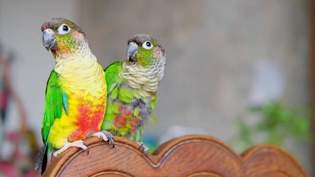 Close up video of green-cheeked conure or parakeet. Pyrrhura molinae.