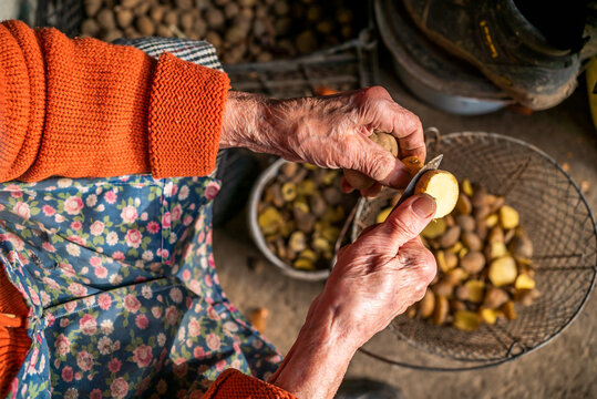 the old grandmother prepares potatoes for the cattle. antithetical man. cooking