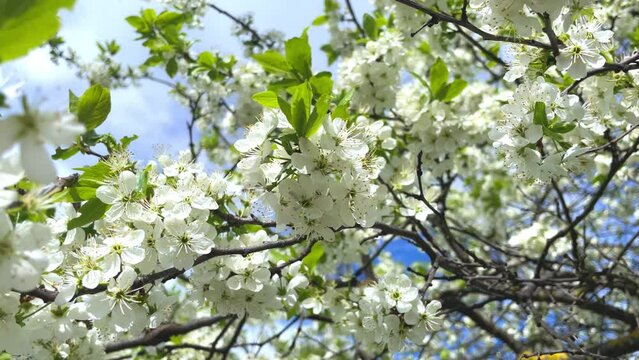 Blooming apple tree in the garden on a sunny spring day with a blurred background. white flowers against the blue sky