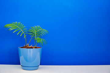 plant palm leaves in a blue flower pot on the white table on blue background 