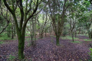 Bosque de Laurisilva, Los Tilos de Moya, Gran Canaria, Canarias