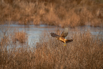 Female Northern Harrier flies over the meadow looking for prey