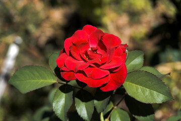 Red rose blooming in summer garden