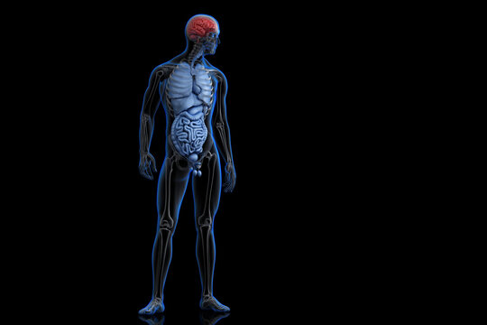 Illustration of human anatomy with highlighted brain. 3D illustration