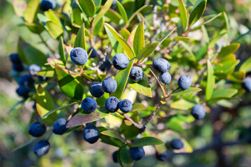 Useful berries of myrtle tree with leaves in nature.