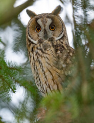 Waldohreule (Asia otus)