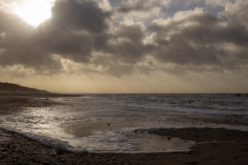 Pflanzen Steine, Sand, Kies Dänemark Nordsee