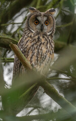 Waldohreule (Asia otus)