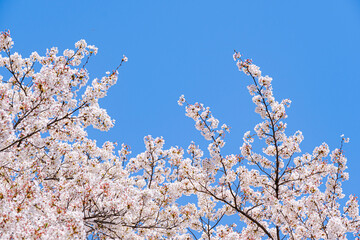 青空と桜