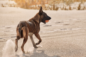 Dog breed Belgian Shepherd, Malinois plays with his owner. Ball game. The animal jumps high.