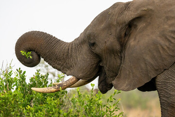 View of African elephant (Loxodonta africana) closeup Kruger National Park, South Africa.