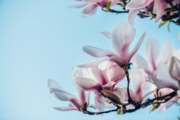 Beautiful Light Pink Magnolia Tree with Blooming Flowers during Springtime in English Garden, UK. Spring floral background