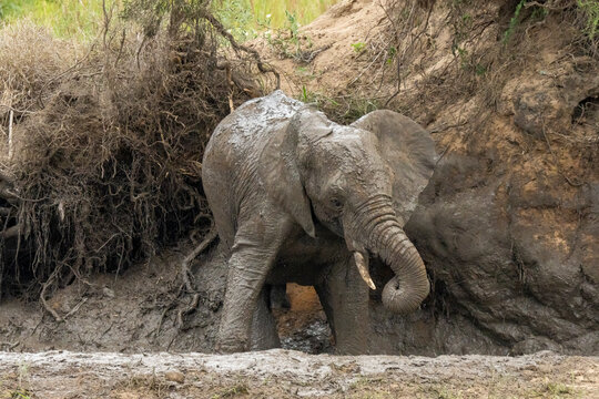 View of African elephant (Loxodonta africana) mudbath Kruger National Park, South Africa