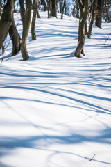 shadows from the trunks and branches of trees on the snow in the forest