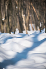 shadows from the trunks and branches of trees on the snow in the forest