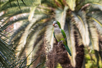 Loud parrot sits on a branch