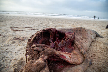 Seehund gestrandet tot