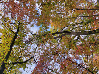 forest on Fruska Gora mountain in vivid autumn colors