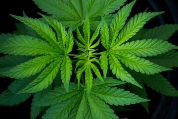 Naklejka na ściany i meble Marijuana plant, green marijuana leaf, marijuana on dark background, beautiful background, indoor cultivation. Is a herb
