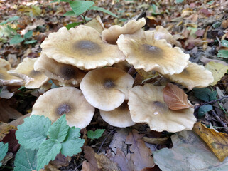 Fototapeta premium wild mushrooms growing on the tree bark in the forest