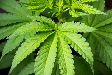 Marijuana plant, green marijuana leaf, marijuana on dark background, beautiful background, indoor cultivation. Is a herb