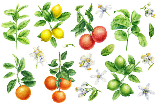 Citrus fruits with leaves and flowers. Orange, lemons, lime and tangerine. Watercolor botanical painting