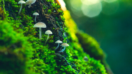 Beautiful small inedible mushrooms on a tree in green moss. Beautiful green natural macro landscape with mushrooms. Inedible mushrooms. Macro photography group of  mushrooms on the tree. Wild nature