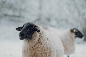 Wolliges Schaf mit schwarzem Kopf bei Schneefall im April